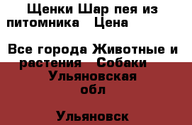 Щенки Шар пея из питомника › Цена ­ 25 000 - Все города Животные и растения » Собаки   . Ульяновская обл.,Ульяновск г.